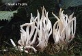 Clavaria fragilis-amf422